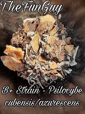 B+ Cubensis dried Shrooms