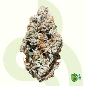 Alien Dawg *Free Shipping*