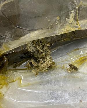 Very Rare Sativa Sour Diesel Fresh Frozen Hash