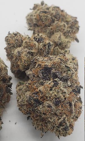 BACIO GELATO (HYBRID)