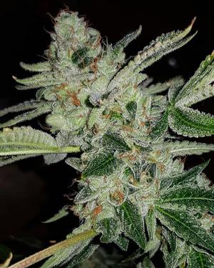 OZKush Cuttings, £20 ea! NOW AVAILABLE!