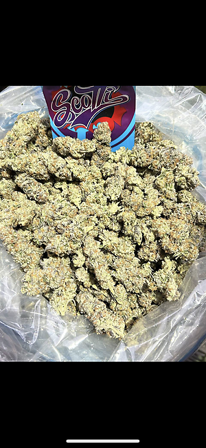 Scotti by Sherbmoney uk🇬🇧🔥