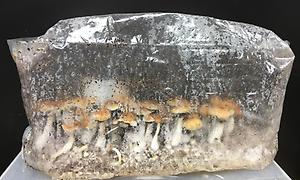 Grow Your Own Mushrooms