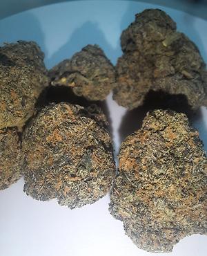 GELATTI - 50/50 HYBRID - FREE TRACKED 24