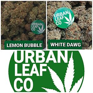 **LEMON BUBBLE & WHITE DAWG VARIETY PACK**