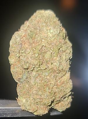 WHITE RUNTZ - 50/50 HYBRID - FREE TRACKED 24 SHIPPING