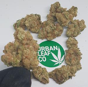 **SEQUOIA STRAWBERRY - (FREE RM 1ST CLASS DISPATCH)**