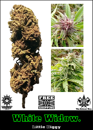 White Widow: UK SunGrown Organic- Free Shipping.
