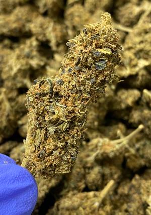 Hemp Lady’s Liberty Haze. Well Cured Cheap Flower