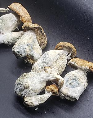 HILLBILLY CUBENSIS (MAGIC MUSHROOMS)