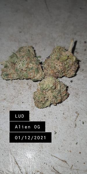 Alien OG