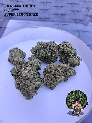 Super Lemon Haze Grade A Top Self