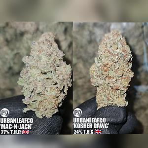 KOSHER JACK VARIETY PACK - UK
