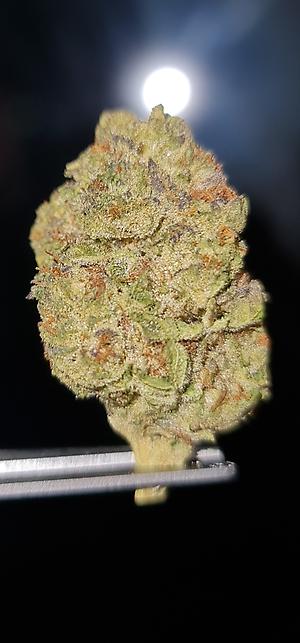 BLUE ZLUSHIE - USA IMPORT