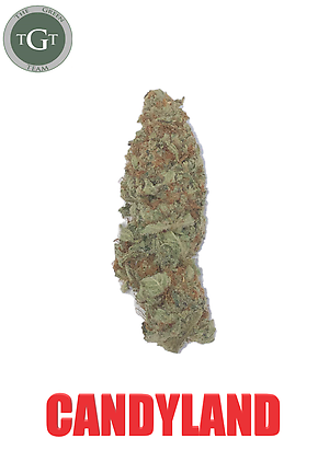 CANDYLAND *PREMIUM*