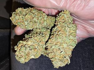 Skunk #1