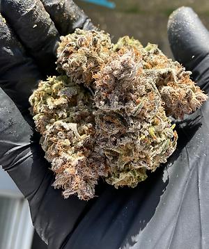 Blueberry Muffin -Free Ship