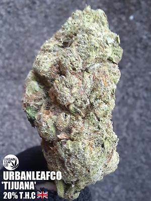 TIJUANA - SATIVA - 20% THC