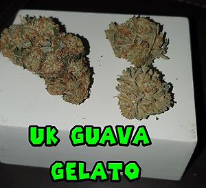 UK GUAVA GELATO