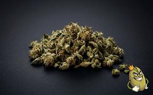 TIZER TRIM AND SHAKE - BEST SHAKE ON LITTLEBIGGY