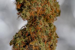 Zkittlez Organic Grown - Indica - NEW VENDOR OFFER