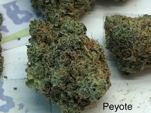 Peyote Cookies Mid Shelf Cali