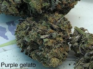 Purple Gelato UK