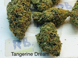 TANGERINE DREAM