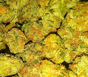 Tres Dawg Premium Import Bud