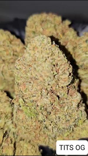 TITS OG (THIS IS THE SH*T OG)