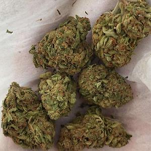 POWERFLOWER B GRADE OUTDOOR FREE UK SHIPPING