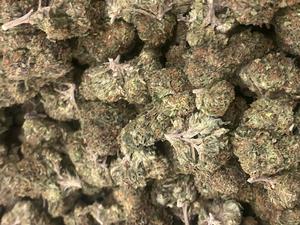 California Mids (FREE T24)