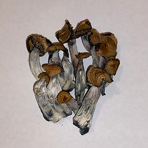 Ban Hua Thai Magic Mushrooms