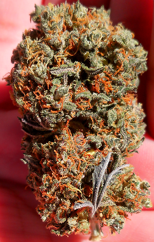 Very Berry &ndash; 17% CBD Hemp Flowers