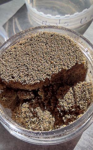 Kief - Hybrid Bud's Dry Sift *New Year's Special*