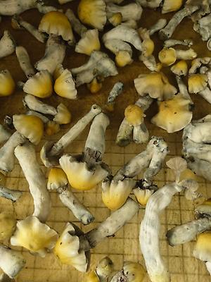 Big Foot - Magic Mushroom