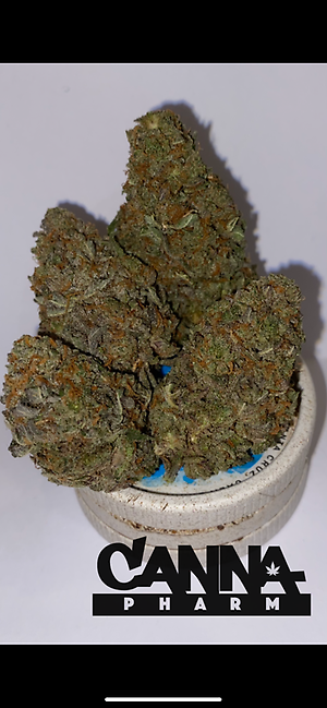 STAR DAWG  **FREE 1ST CLASS**