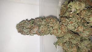 Mimosa (w/ Free 1st Class)