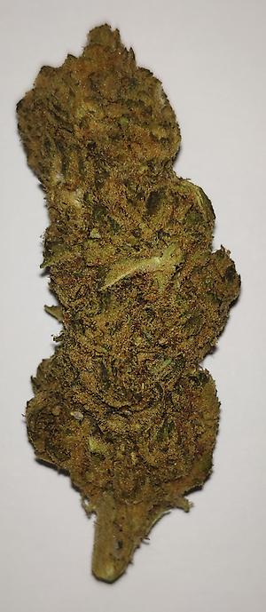 STARDAWG – 23% CBD BUDS