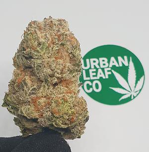 **MIMOSA - (FREE RM 1ST CLASS DISPATCH)**