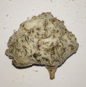 WHITE ICE ROCK– 52% CBD MOONROCK