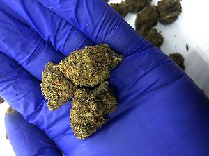 GIRLS SCOUT COOKIES - ORGANIC GROWN - B GRADE