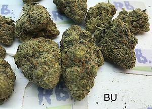 LAUGHING BUDDHA MID SHELF CALI