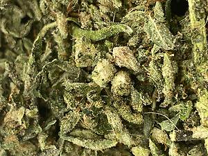 Exodus Cheese Shake - Utmost Dank - Preroll Quality