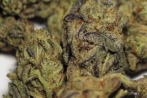 ***StarDawg*** - Lab Cultivated Imports