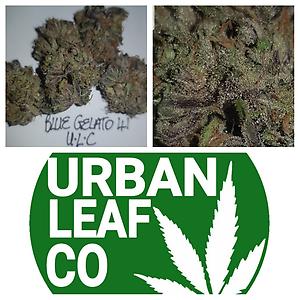 **BLUE GELATO 41 - (LIMITED STOCK)**