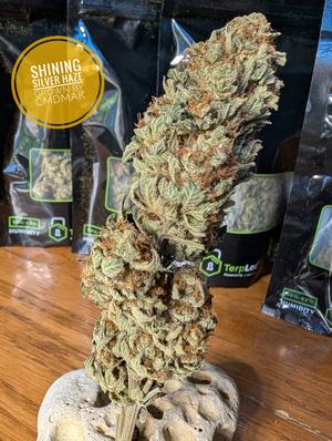 Shining silver haze Organic grow