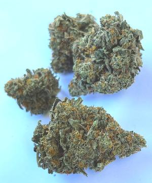 Jet Fuel Gelato x Cookies Bud