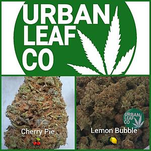 **INDICA/SATIVA VARIETY PACK (FREE RM 1ST CLASS POST)**