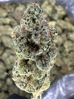 Sample Pack - Cali Top Shelf